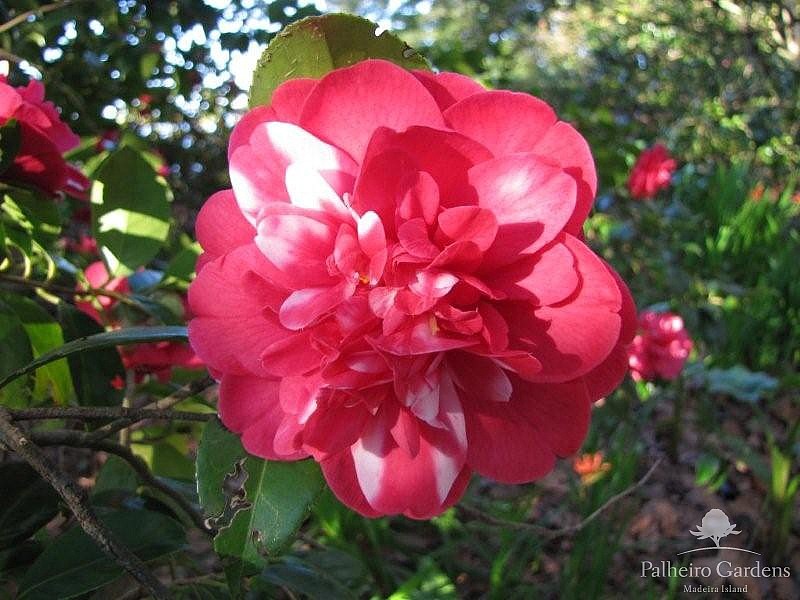  Jardins du Palheiro