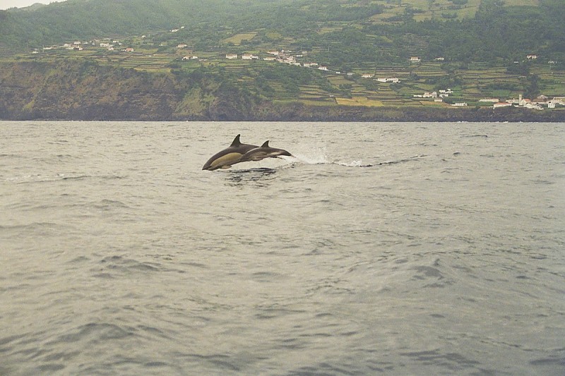 Azores - Whales Watching