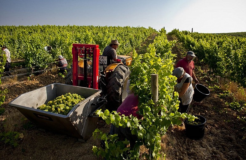 Weinprobe und Weingüter im Raum Lissabon