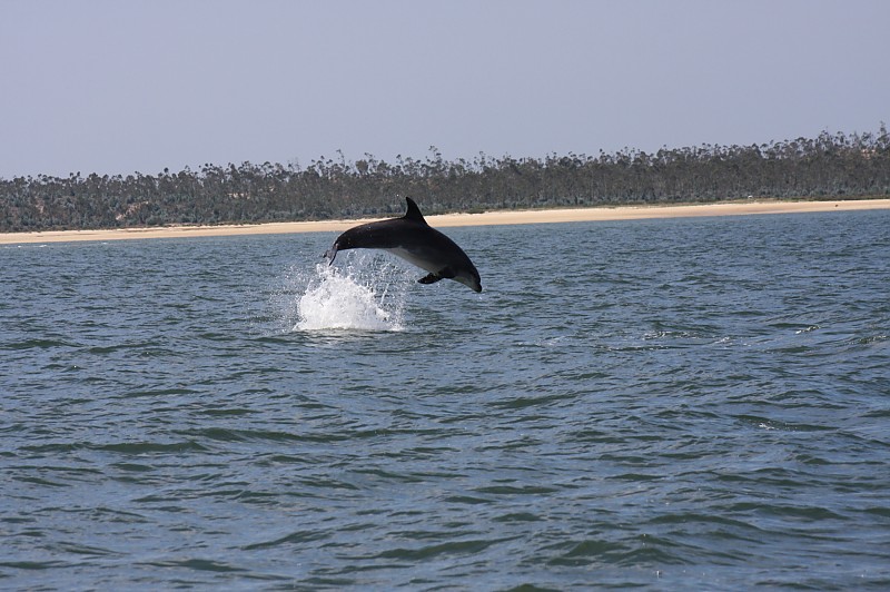 Dolphins in Sado Estuary